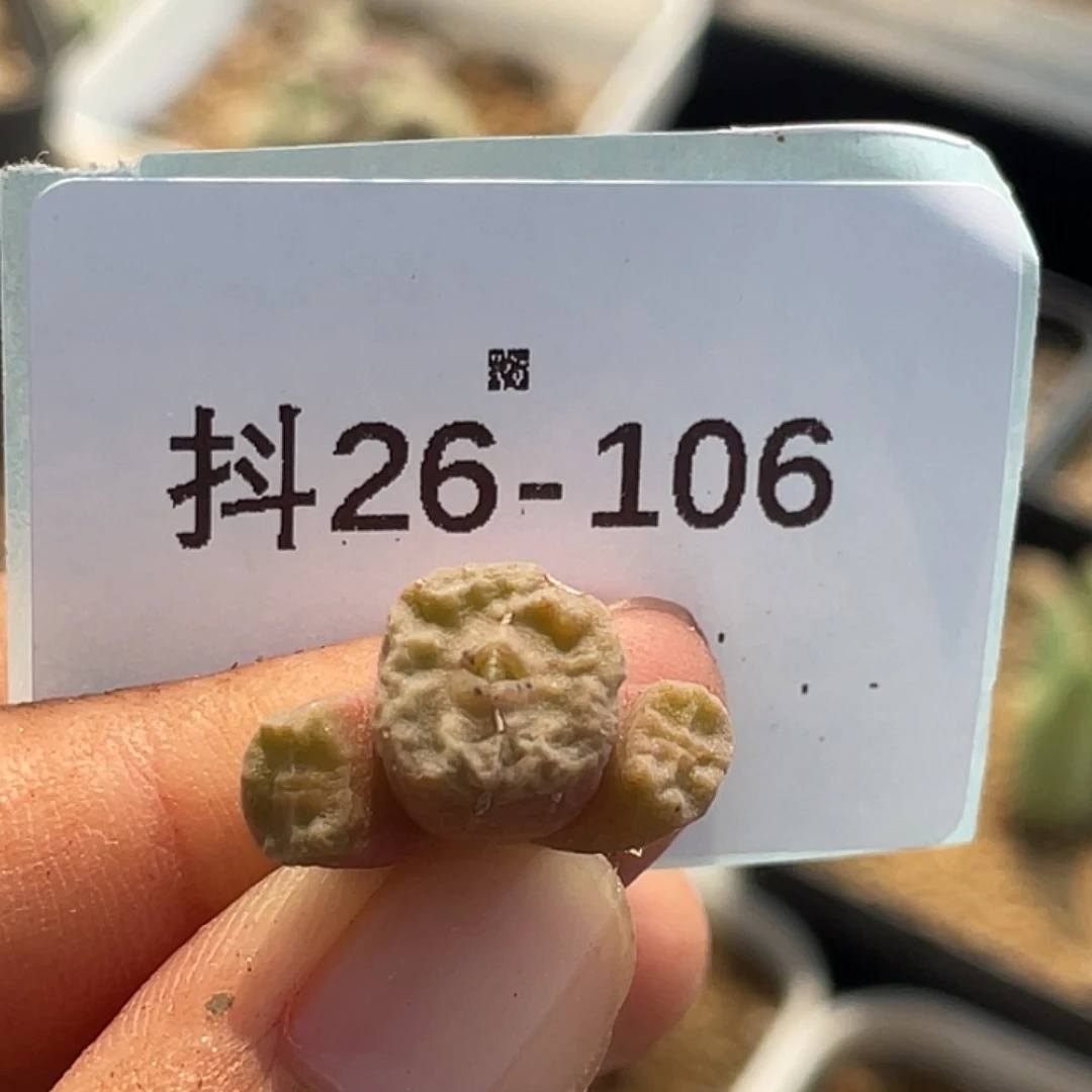 26-106烧麦多肉植物