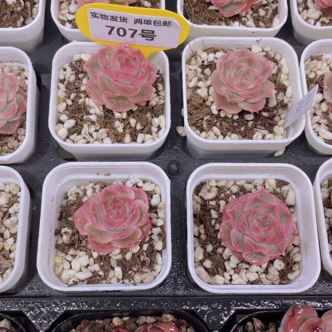 707号精品奶油虾饺单头一个
