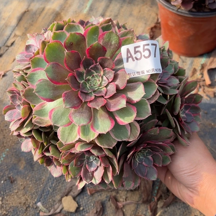 花妖多肉植物557.