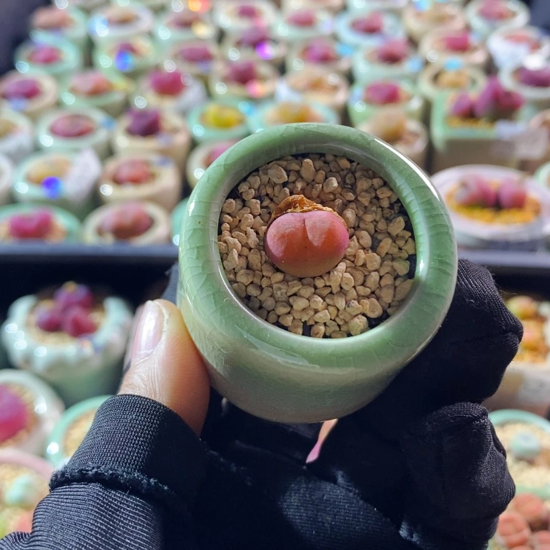 6291--一物一拍 带盆 吕