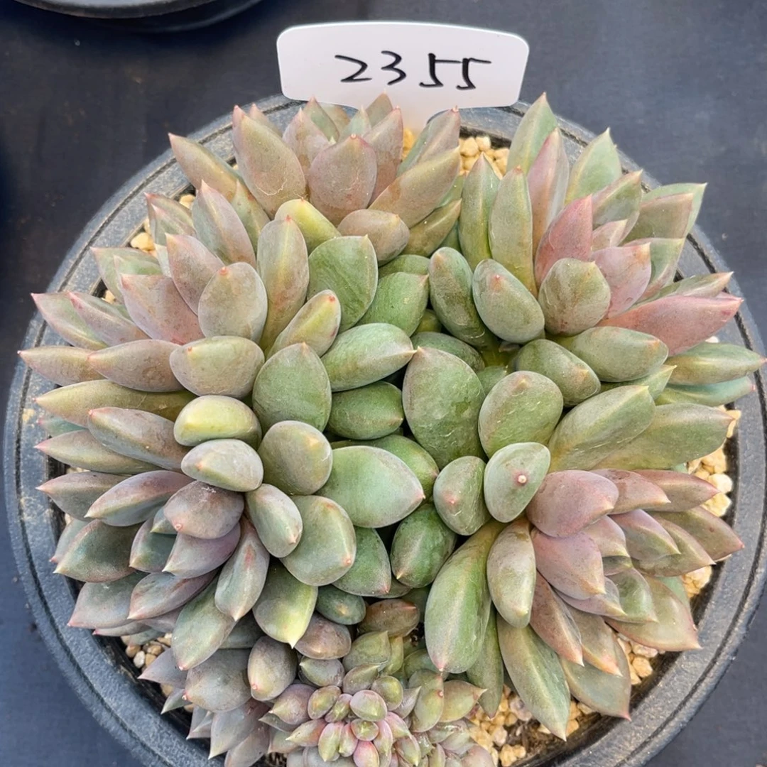 老阿姨花卉一物一拍2355