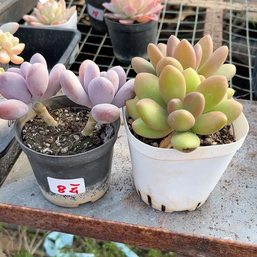 云8。   11111111111