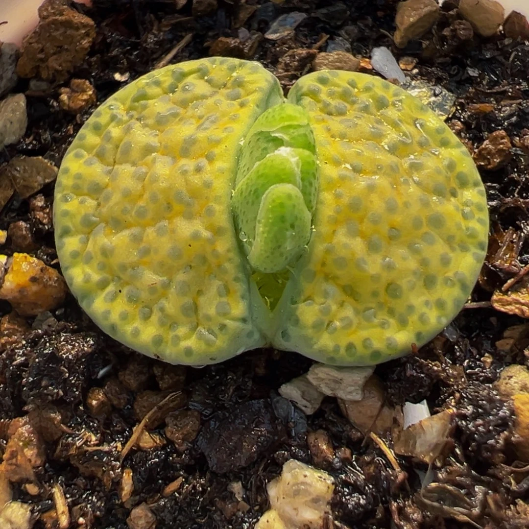 054多肉植物种类和