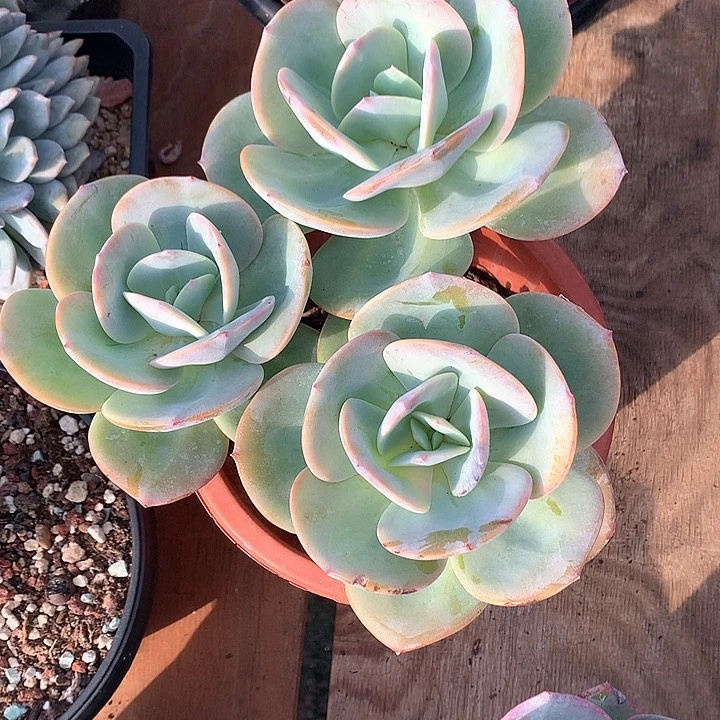 无花朵心多肉植物2544555