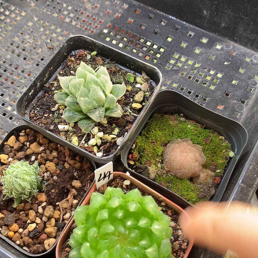 椰****玉露带盆土发货jklvtutul