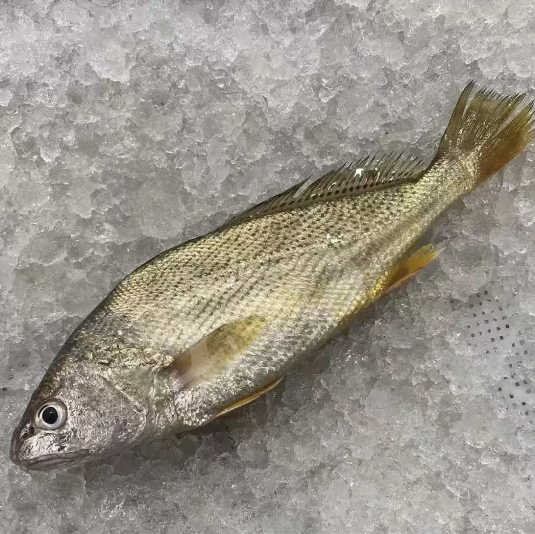 吕四本港野生黄姑鱼 5斤装