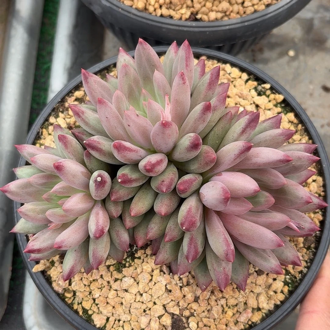 彩体流沙鱼1234567891011