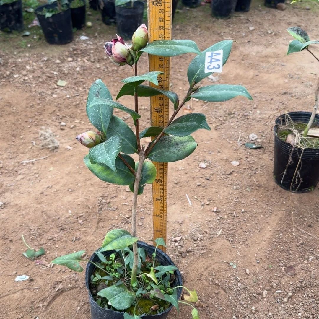 少量花朵（建议范围：2朵-5朵 或40%以下）443复青黑