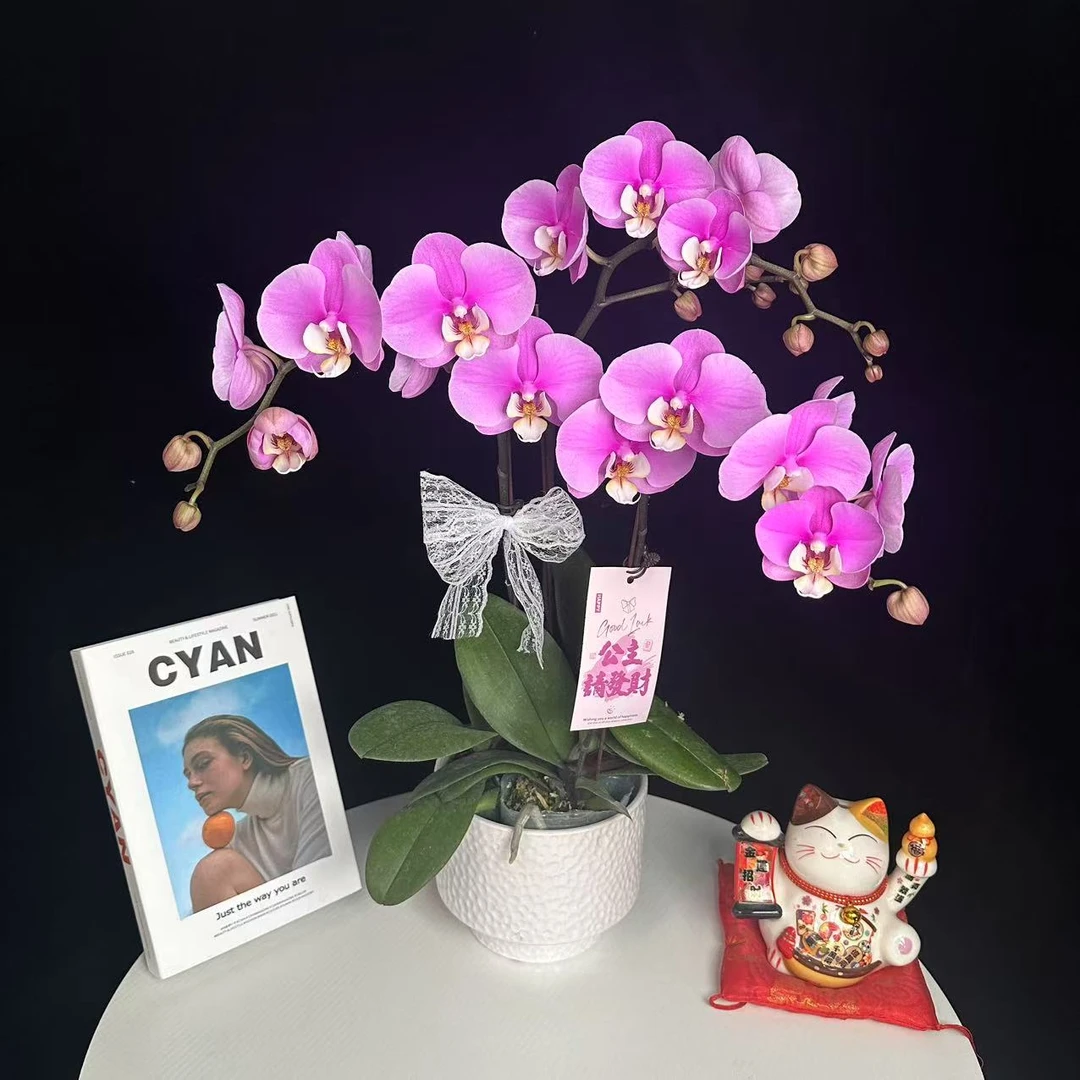 《安娜》粉紫色系 精品蝴蝶兰 耐开好养 轻奢高级 室内花花