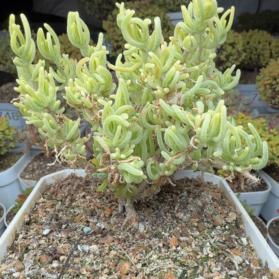 765荧光兔锦枝干一物一拍