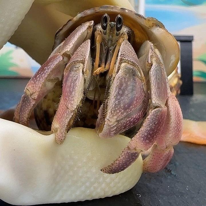 A28灰白2.3cm口径