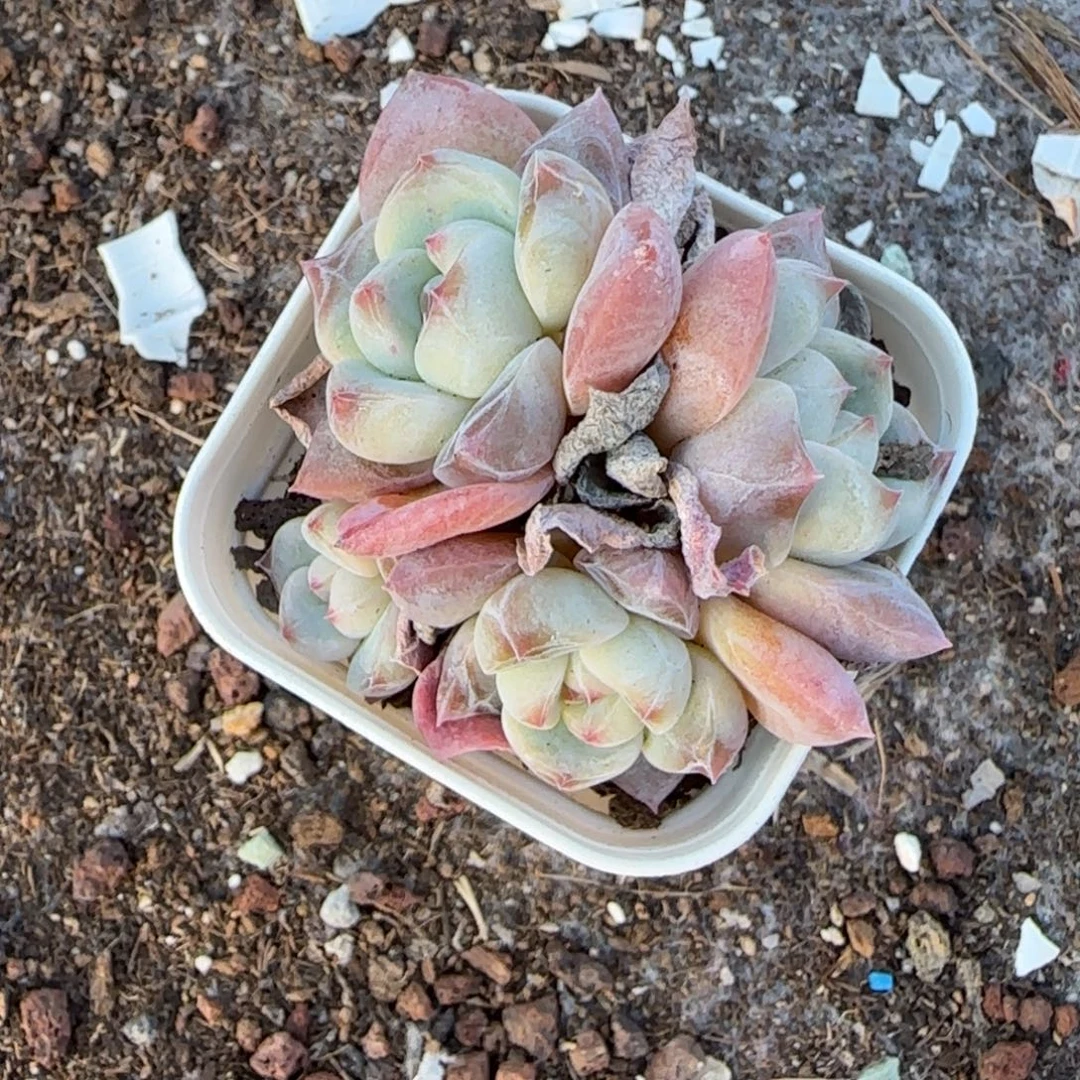 小卡拉米糖心一物一拍
