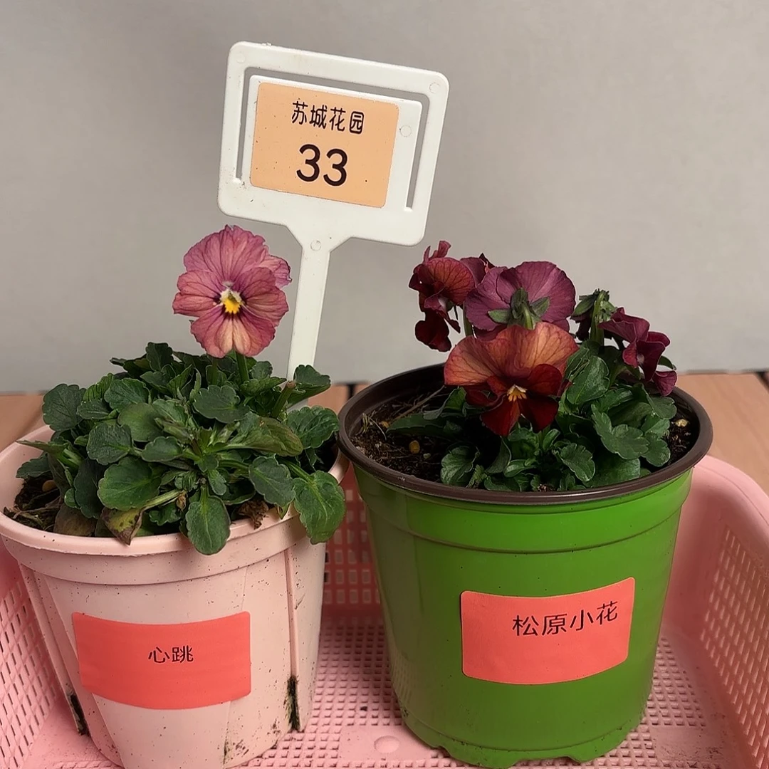 大部分开放少量花苞33