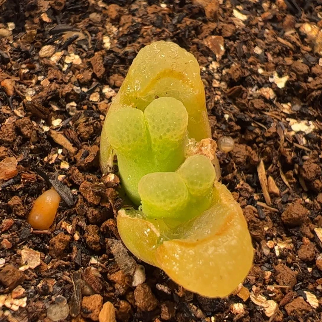 024多肉植物百科