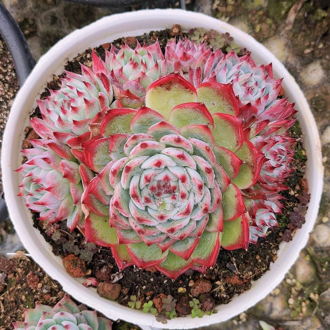 惊鸿娃娃15公分999999999