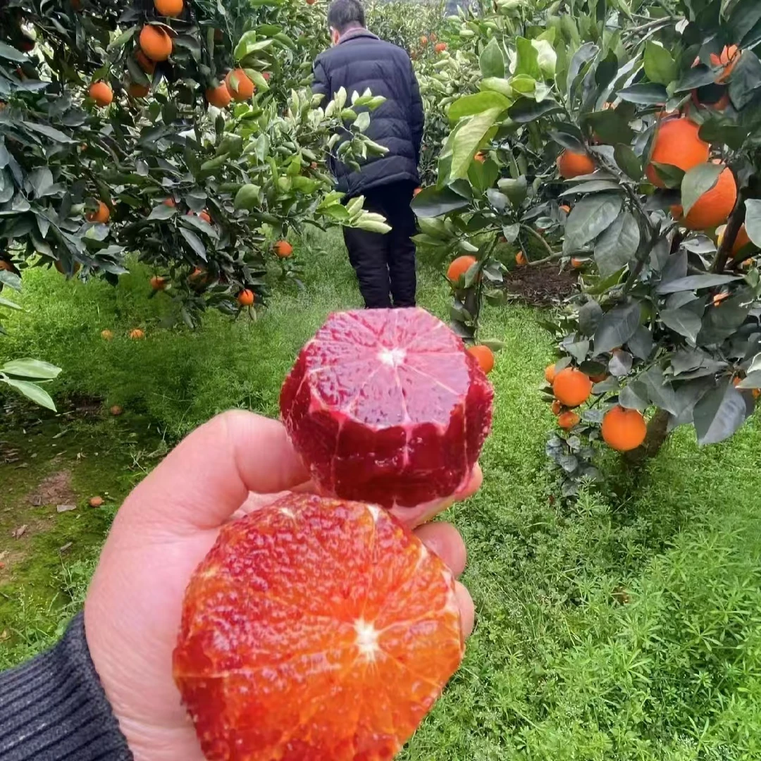 重庆长寿湖血橙4.5斤装现摘现发口感偏甜