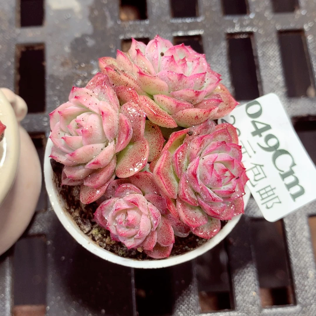 5厘米盆精控多肉049