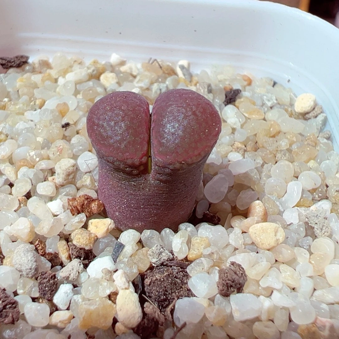 710-655多肉日系红宝石