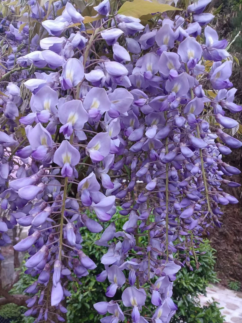 中国紫藤，树型紫藤萝瀑布。