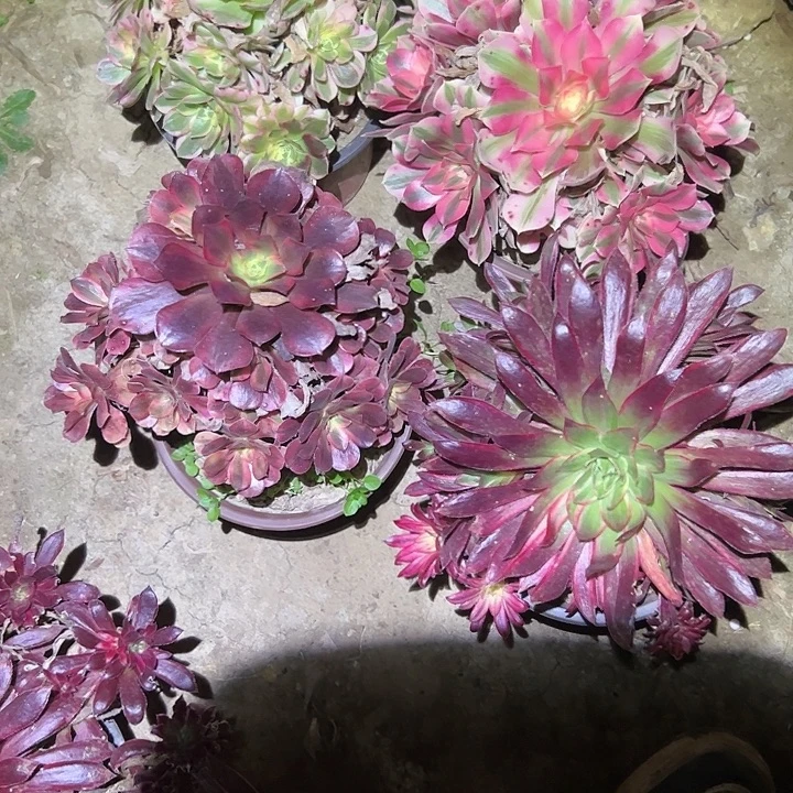 不包侧枝一物一拍100