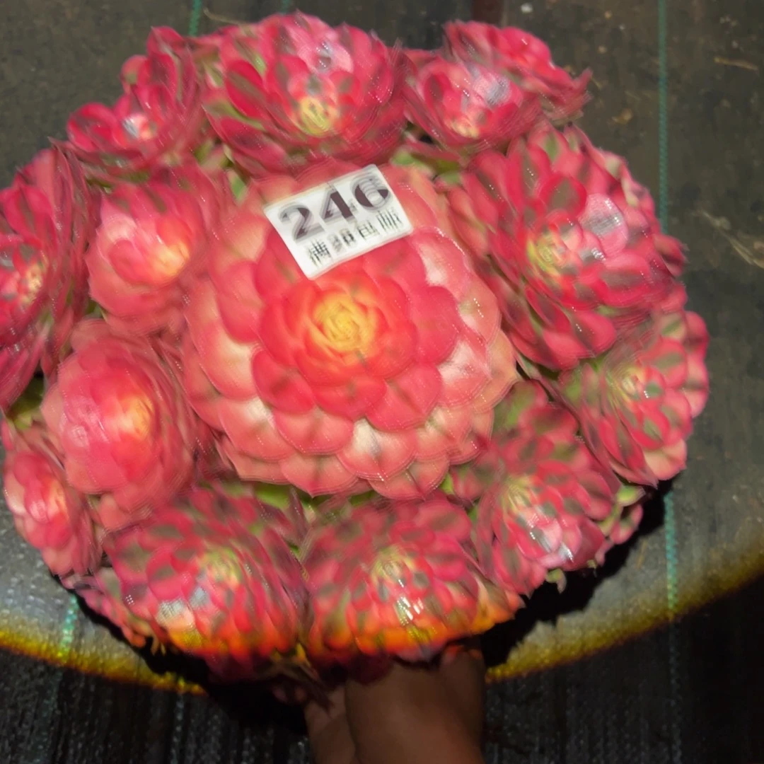 悦***多肉植物246多肉植物