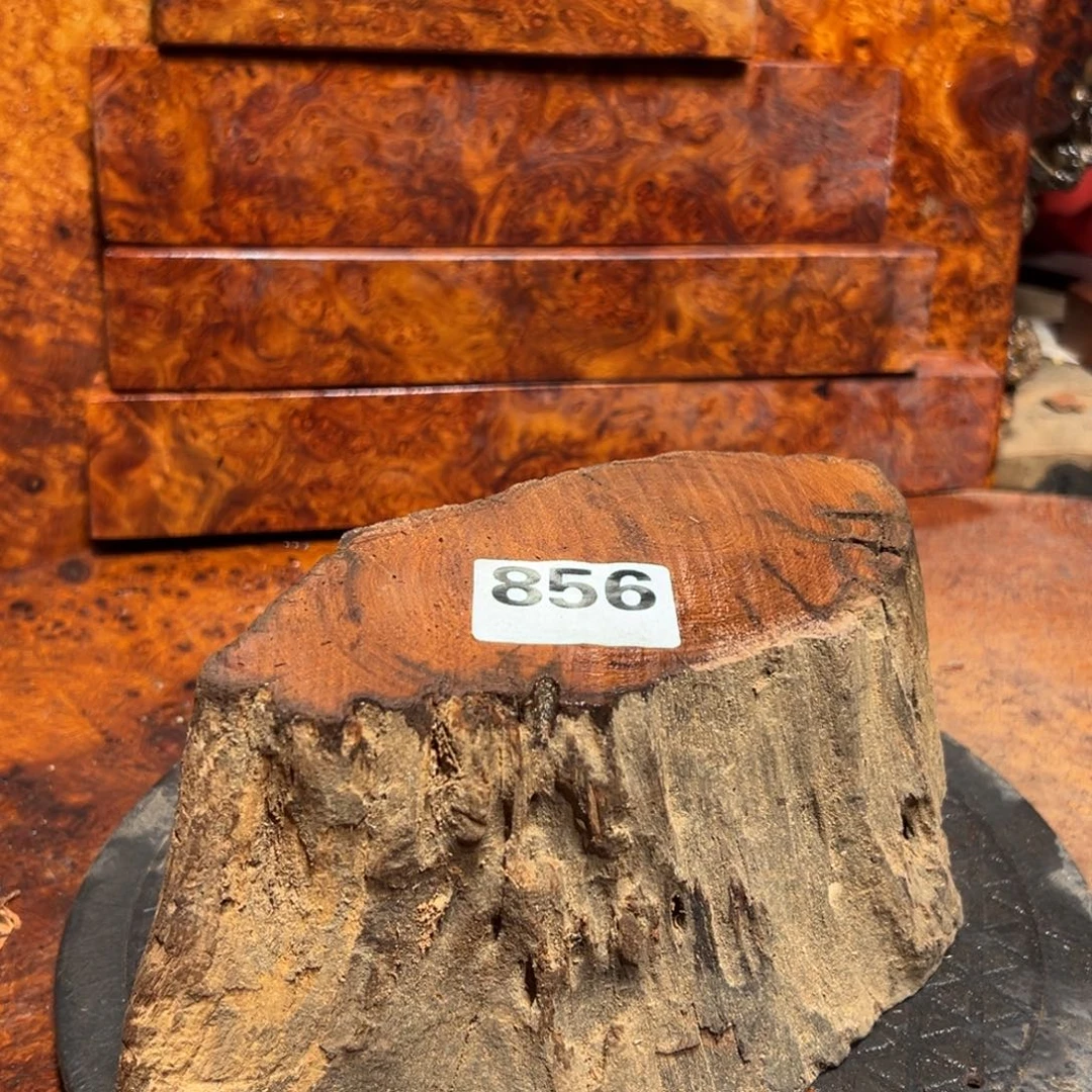 迈***学大果紫檀（缅甸花梨）