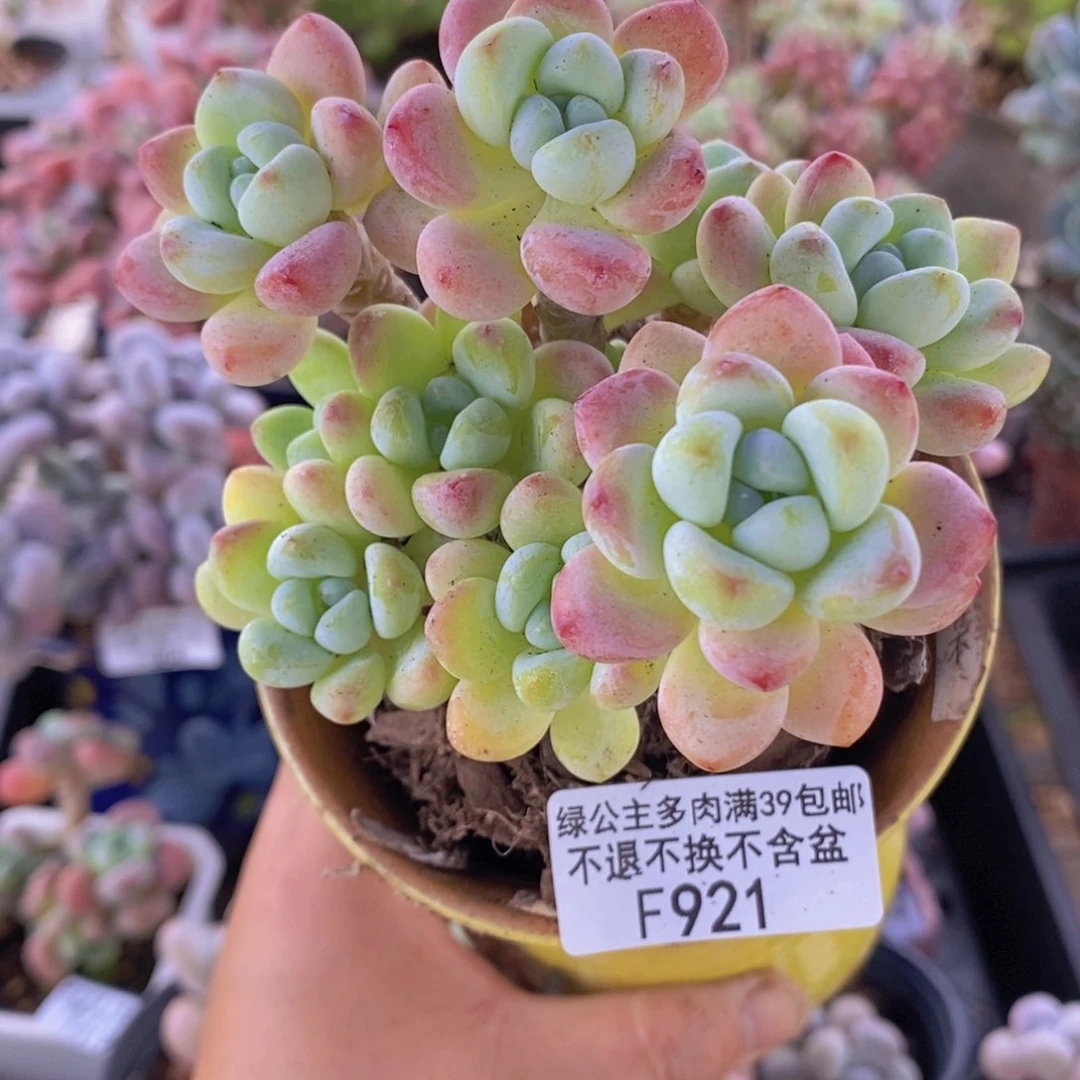 樱花罗琦老桩9cm921多肉植物