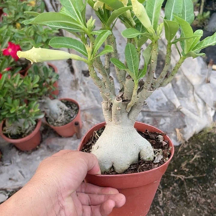 【闪购商品】大部分花苞少量开放