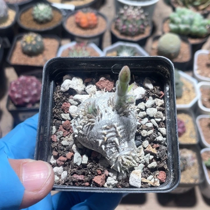 686惠比须笑块根