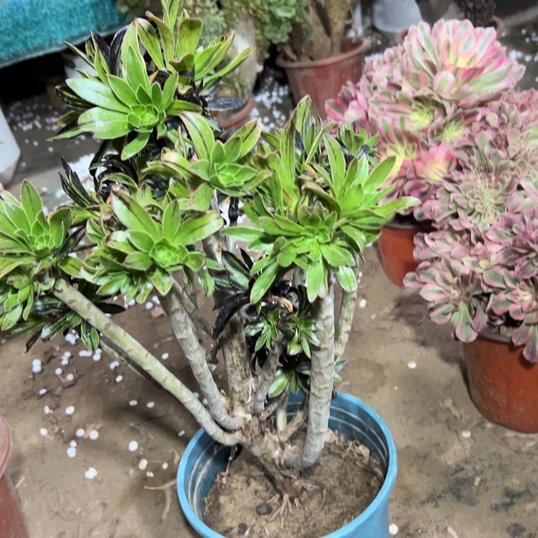 多肉322植物水墨母本