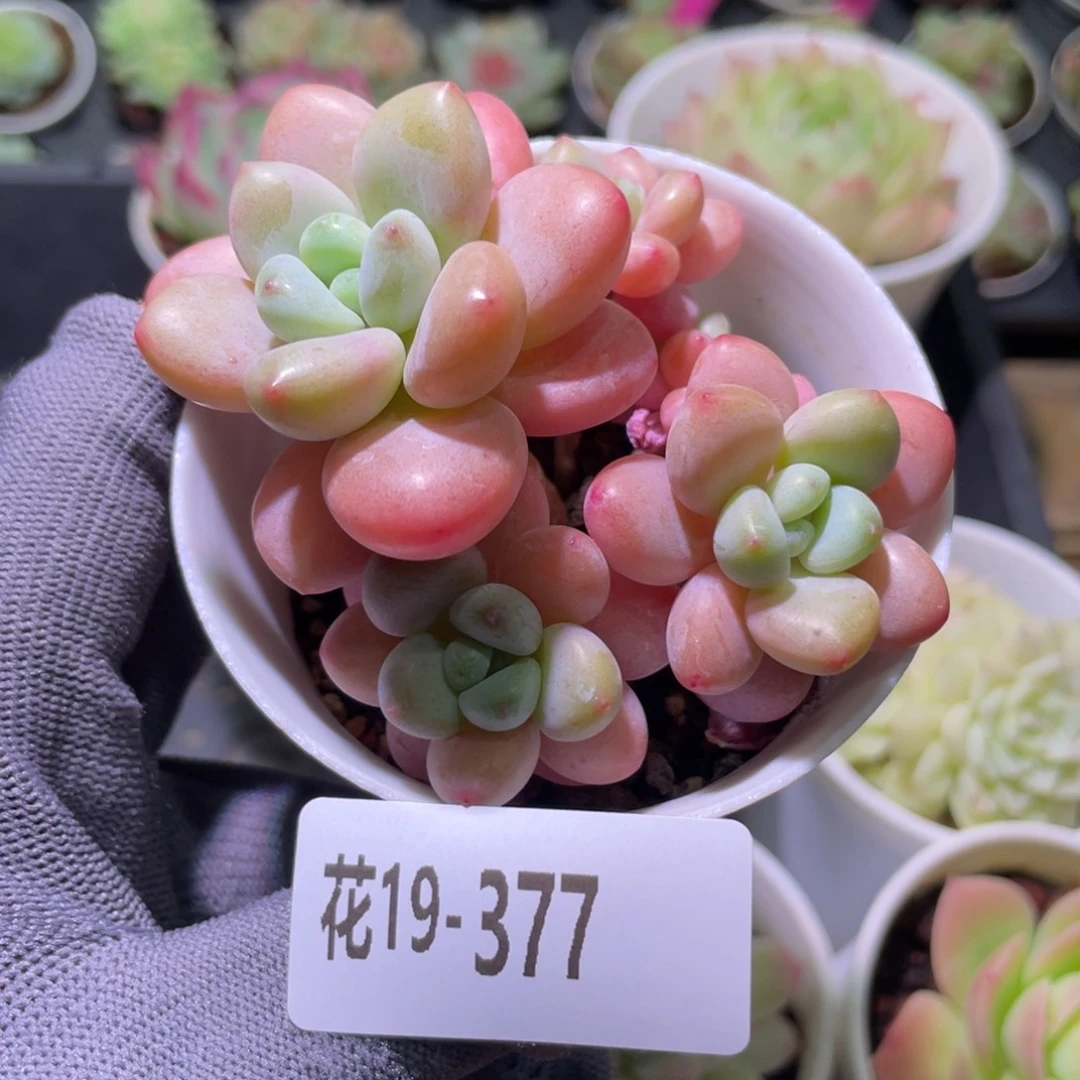 花利美19-377洛神