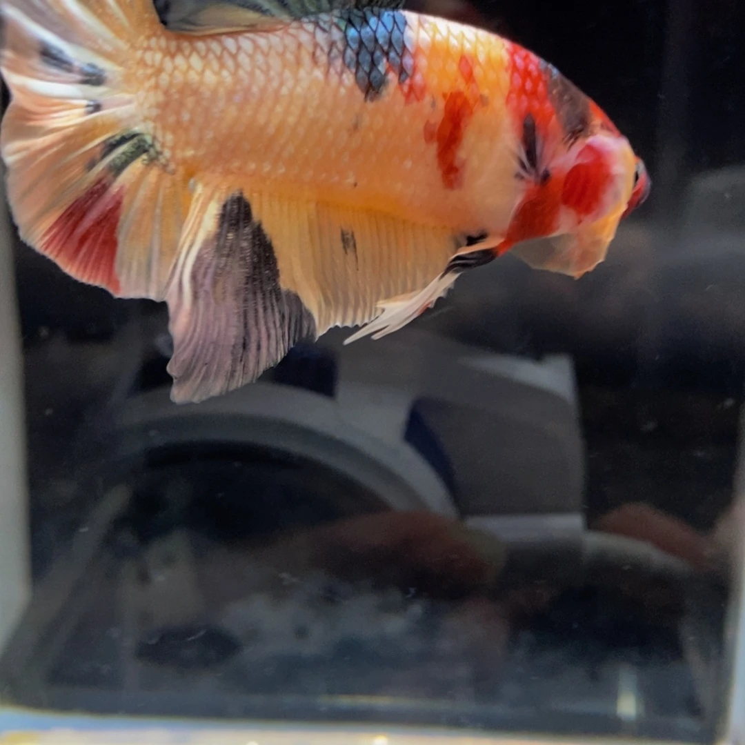 斗鱼539巨斗11111