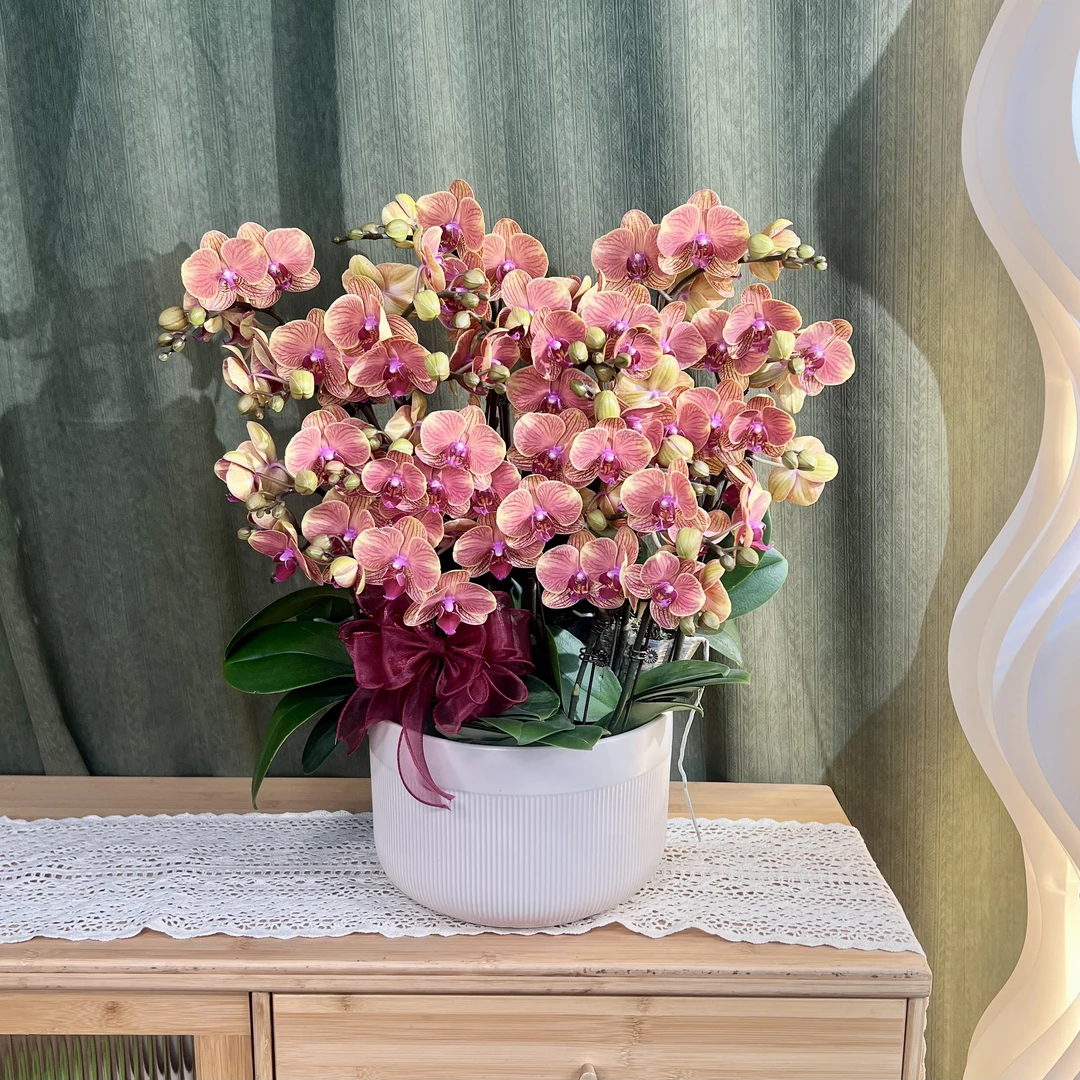 【大吉大利】蝴蝶兰 稀有橘色中大花 蜡质 高端绿植花卉 送礼乔迁