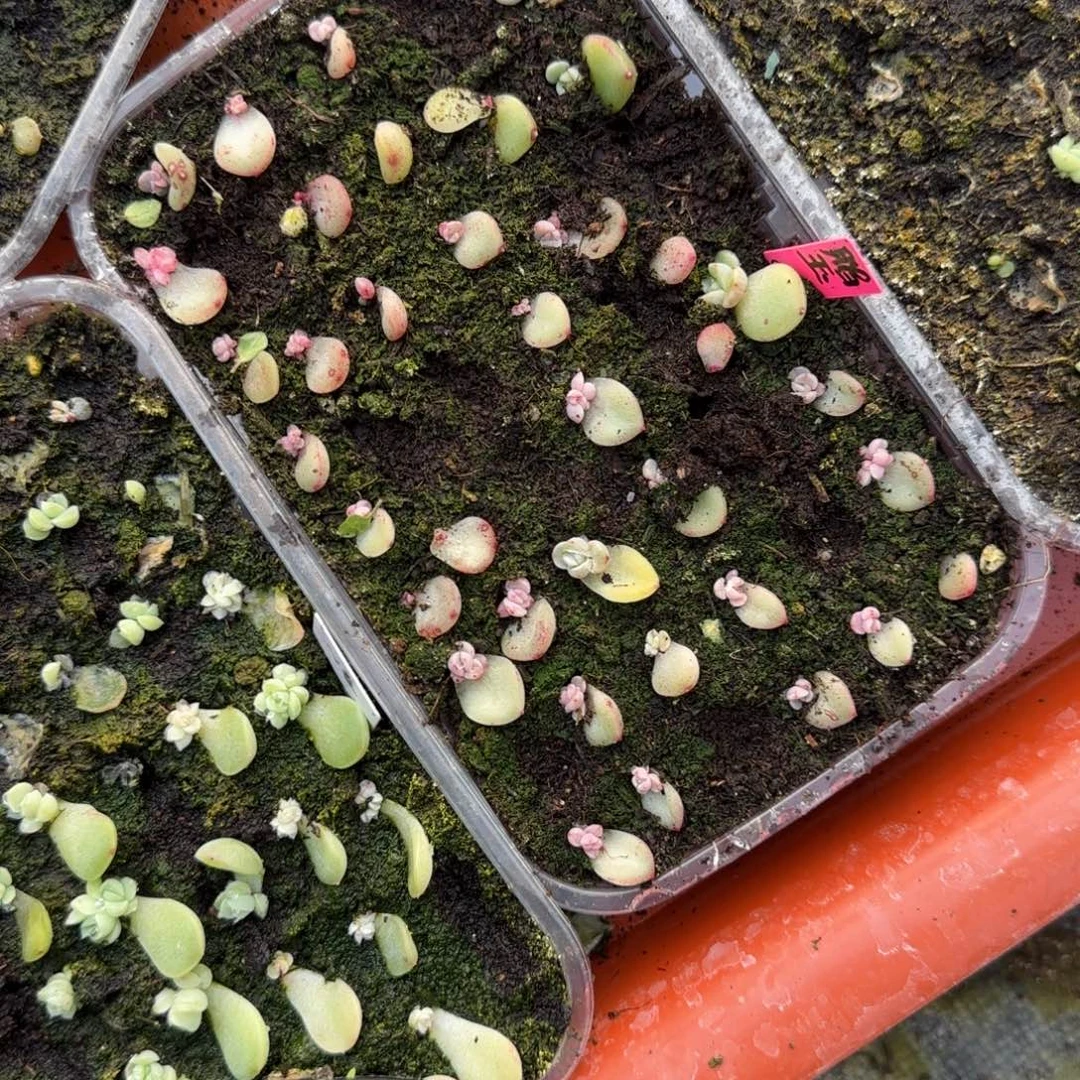 脂玉芝麻穴一个满25包邮