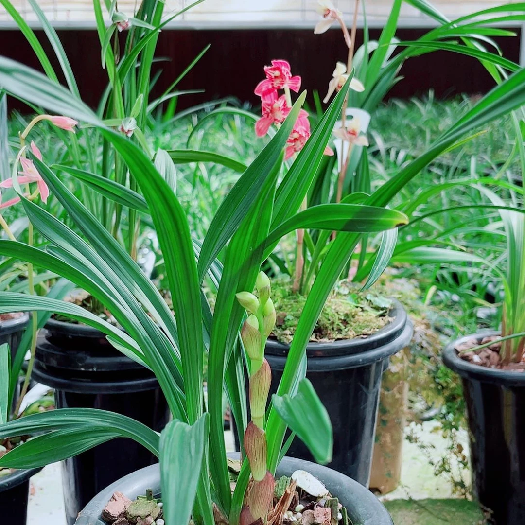 岁***然完全开放一物一拍漂亮开花