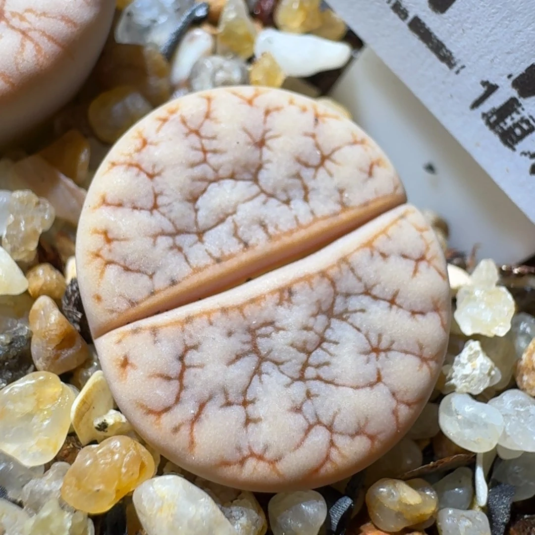 老板美货高品质货617