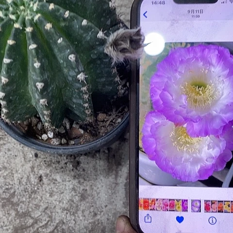 紫色经典仙人球，369900