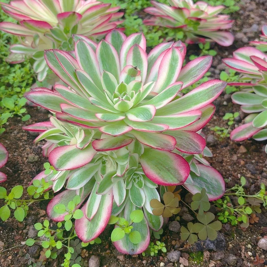 荔枝多肉植物手捧