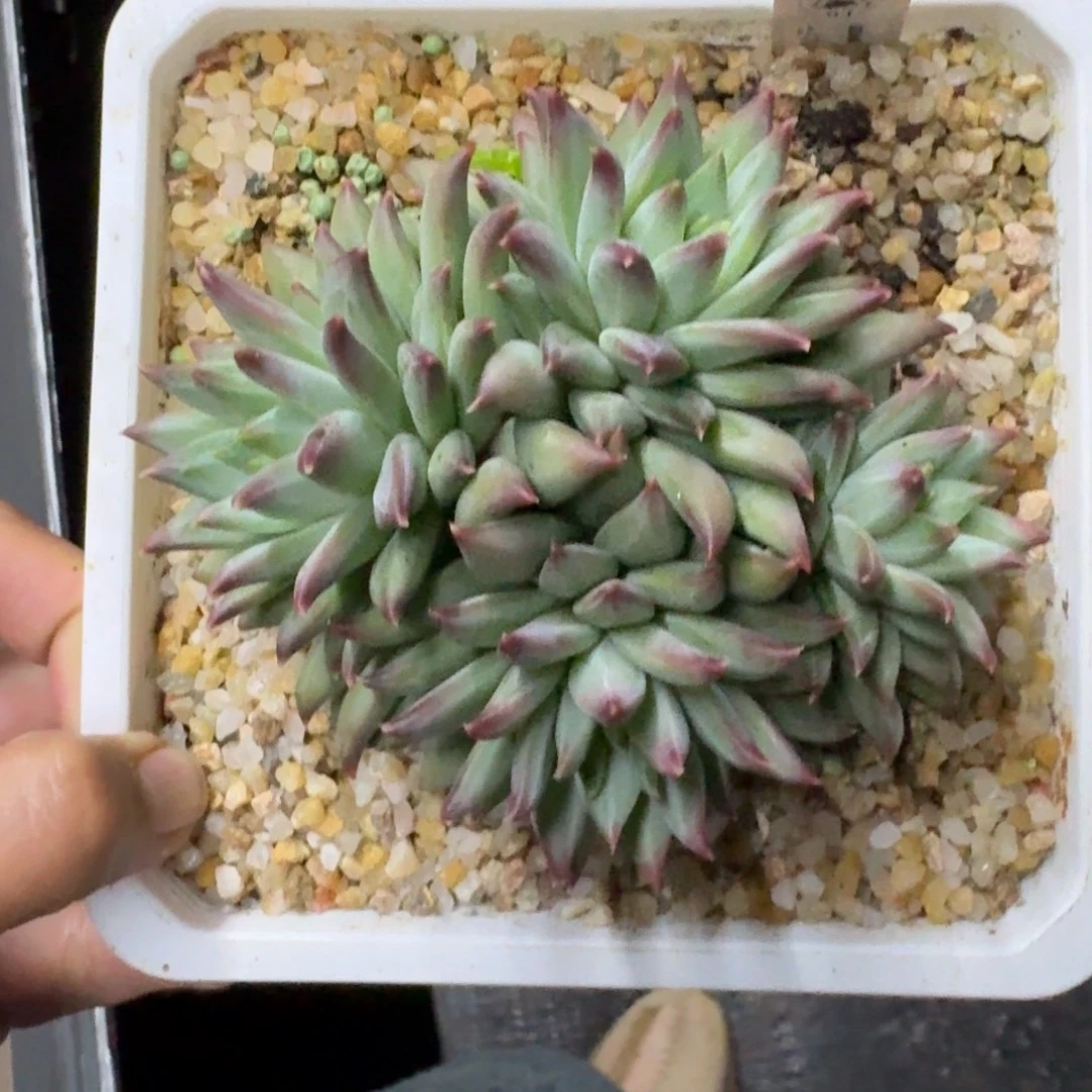 美人杂交 一物一拍