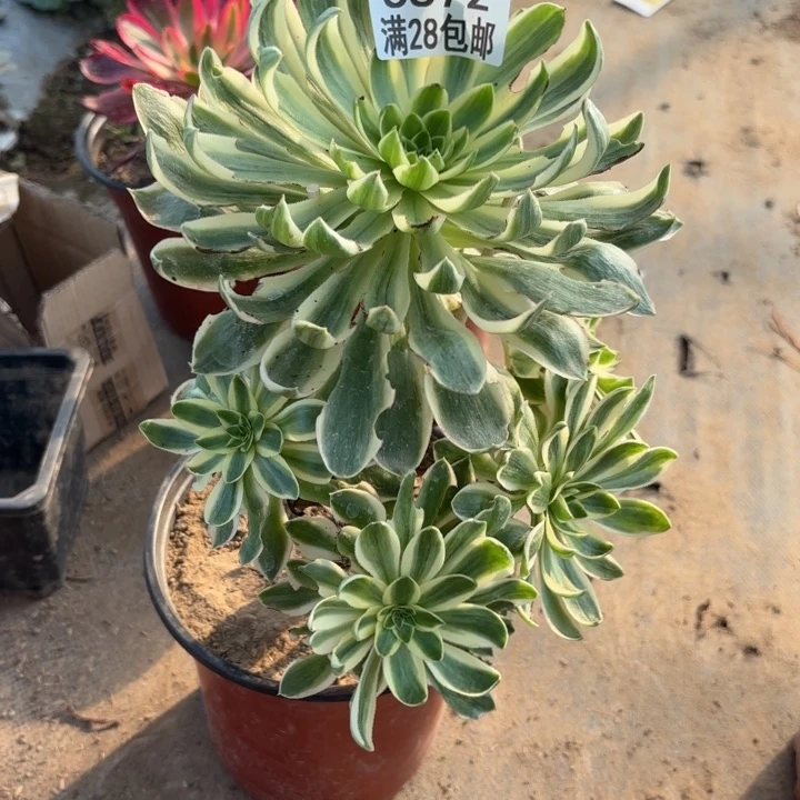 倩***宝B.  6872青莲多肉