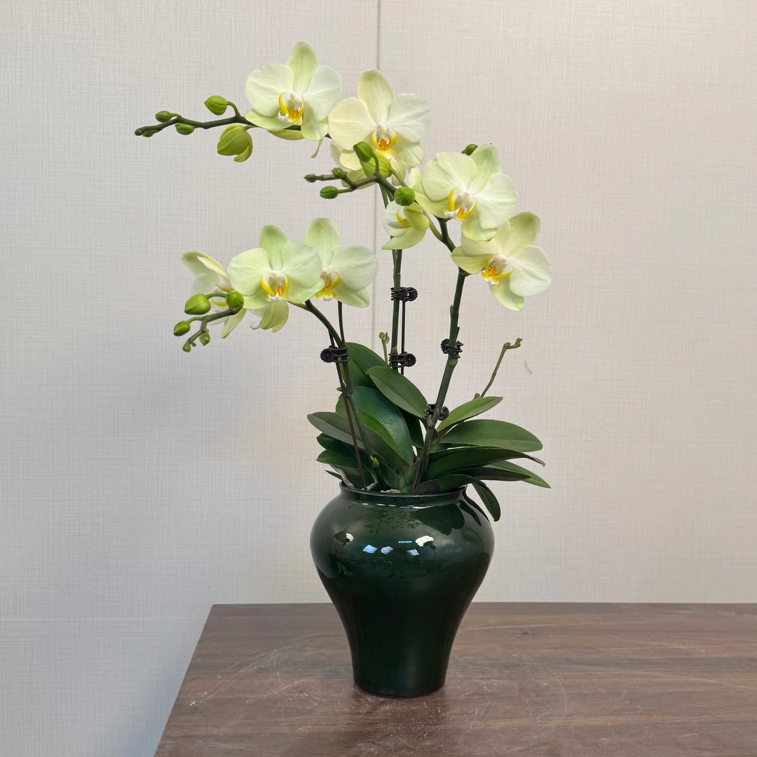 【卡莉】欧品鲜花蝴蝶兰绿色 高端桌面花卉盆栽-L