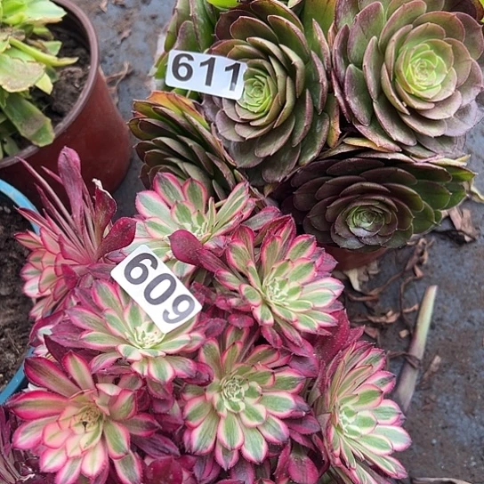 大*鱼多肉植物两个缺枝