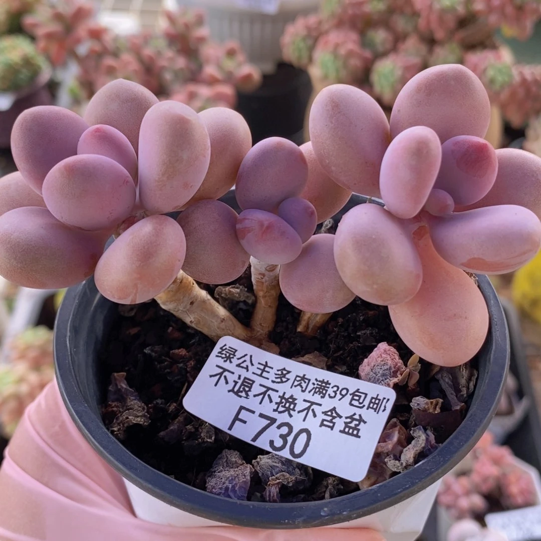 桃蛋9cm730多肉植物