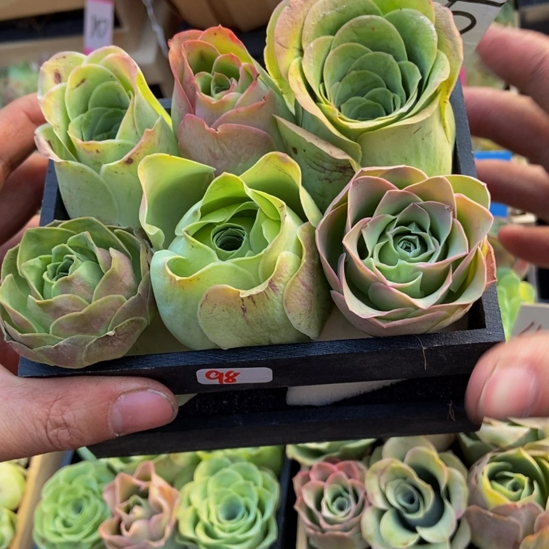 丽***丽山地玫瑰多肉植物98