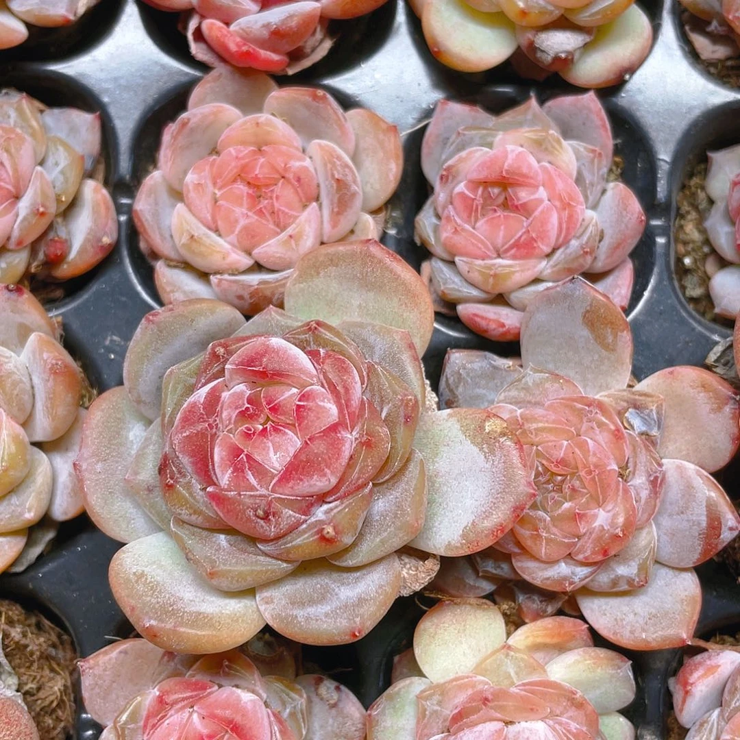 糖心5号穴一个满25包邮