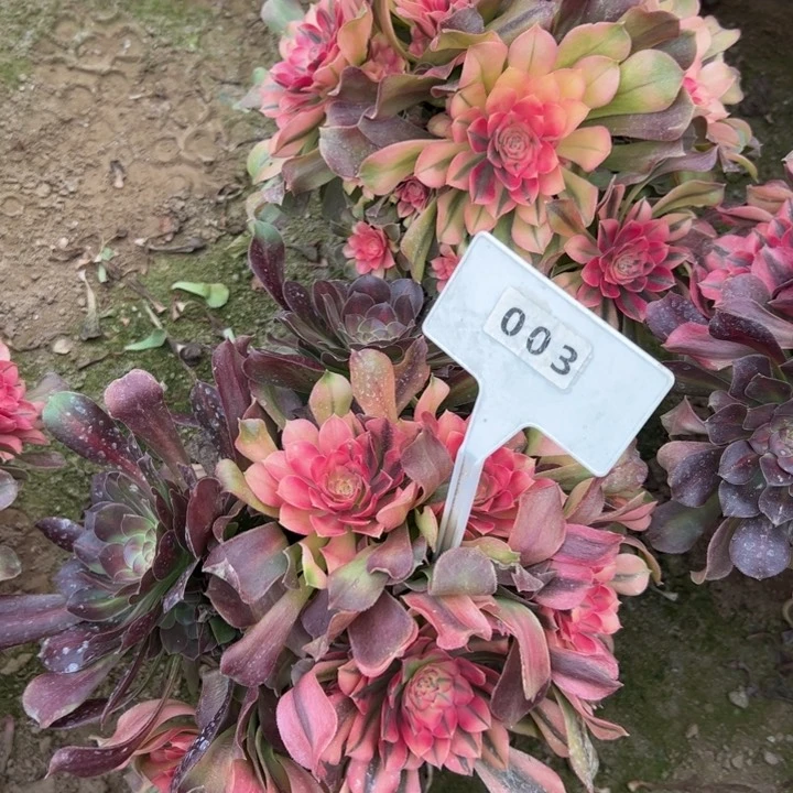 003香妃多肉植物