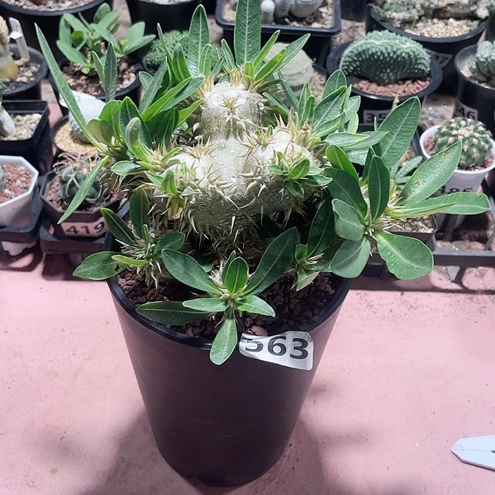 563超大西巴女王块根