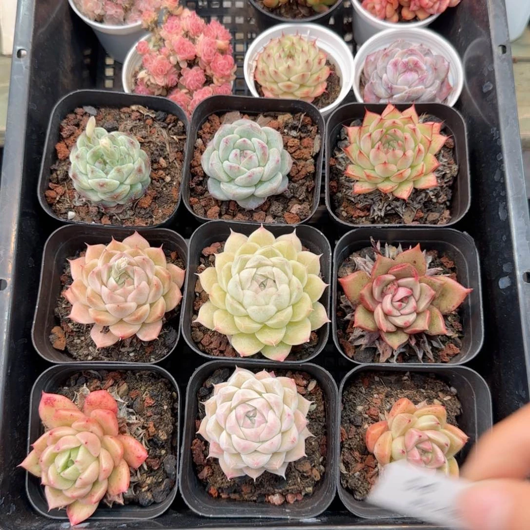 框拍框拍框0209-54