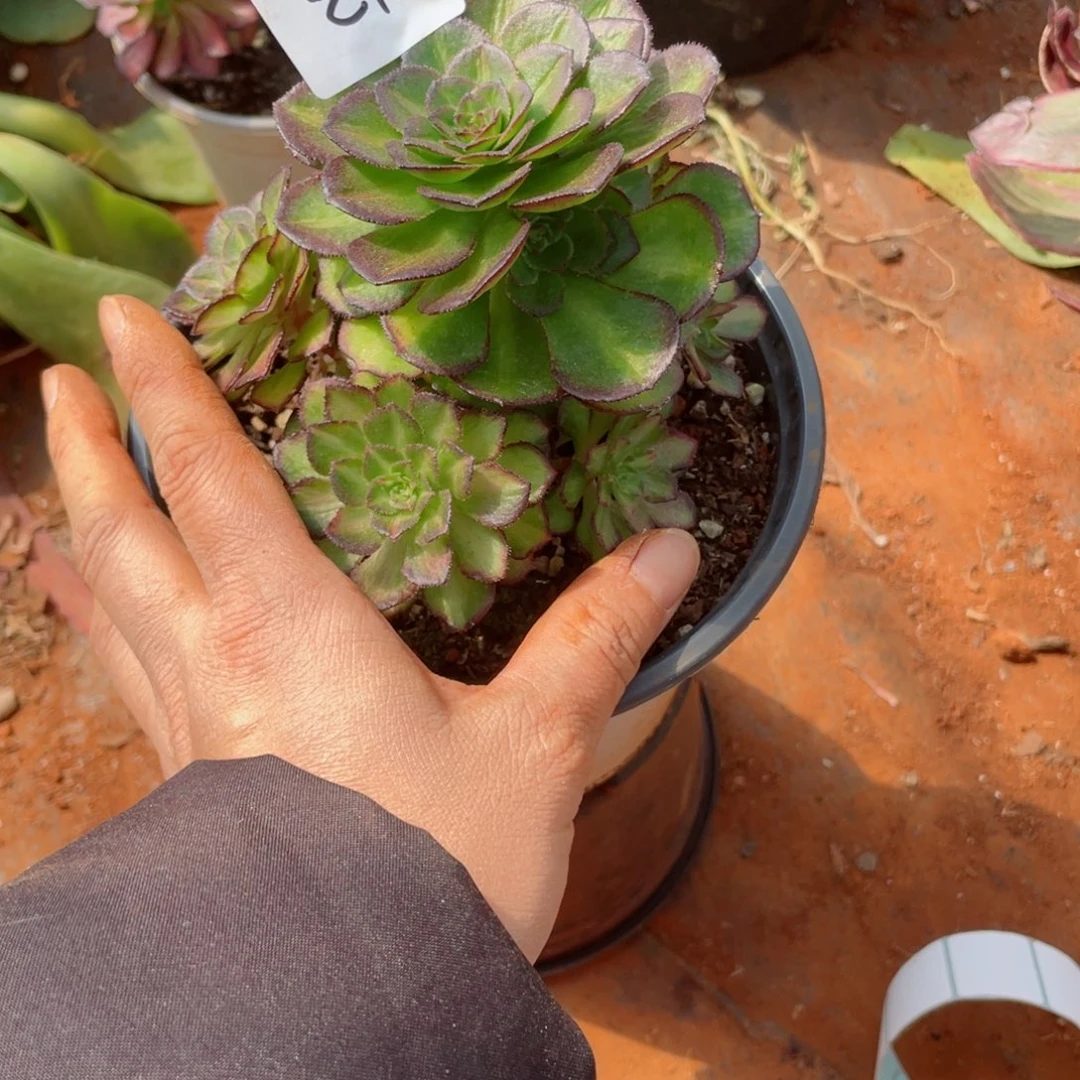 偏***你多肉海王七彩21发货