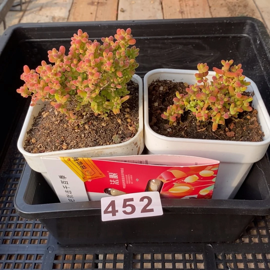 枝干番杏多肉植物452